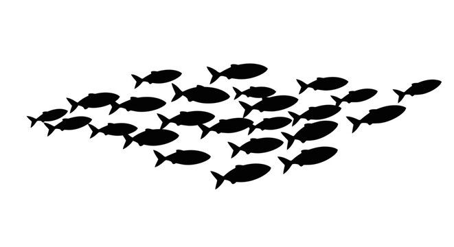 School of small black fish swimming.