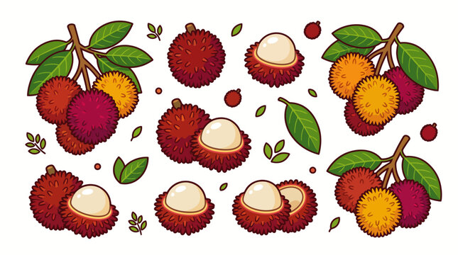 Pulasan Tropical Fruit Cartoon Vector Set with Whole and Cut Fruits, Leaves Isolated on White