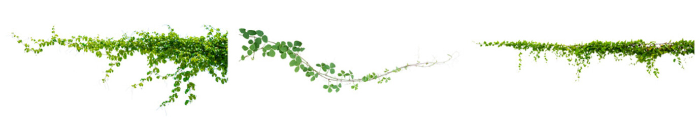 lush green climbing vines and foliage, captured as isolated elements on a pure transparent background, perfect for natural overlays and design projects. © Hchew