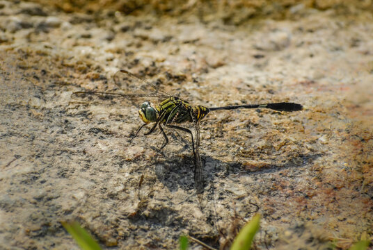 A variegated green skimmer dragonfly perching on a rock in the western part of Singapore.