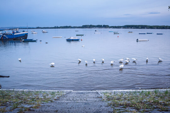 Flock of white swans moving on the Danube River at Zemunski Kej in Zemun, Belgrade, Serbia, during cold winter dusk, with small boats and calm river water in the background.