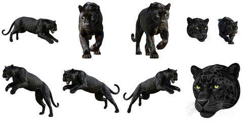 a collection of powerful and majestic black panther realistic illustrations, showcasing various dynamic poses and detailed headshots on a clean background. © My