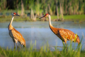 Fototapeta premium Mated pair of a Sandhill Crane