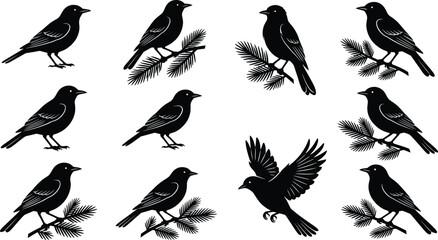 Set of black silhouettes of birds perching on pine branches and one bird flying, isolated vector design © Abida