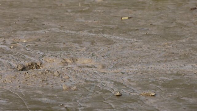 Mud Skipper, Bhitarkanika, Odisha, India, along coast in mangrove