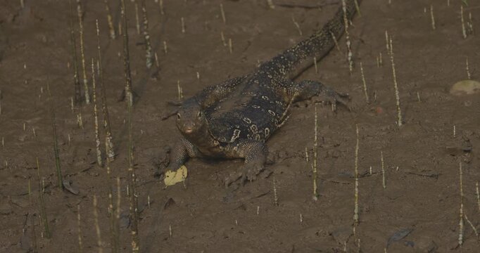 Asian Water monitor, Varanus salvator, Bhitarkanika, Odisha, India. Monitor lizard in mangrove