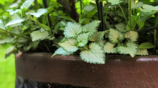 Static macro close up of spotted dead-nettle lamium maculatum leaves in a brown flower pot. Ornamental plant foliage texture with variegated silver and green pattern in bright outdoor garden.