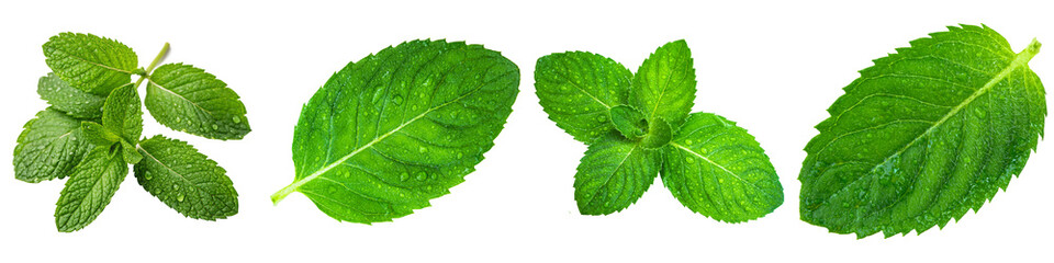 Fresh vibrant mint leaves with water droplets, a collection of fragrant herbs, isolated on a transparent background. © Trieu