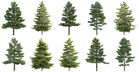 Diverse collection of realistic green pine and spruce trees in various sizes and shapes. © Trieu