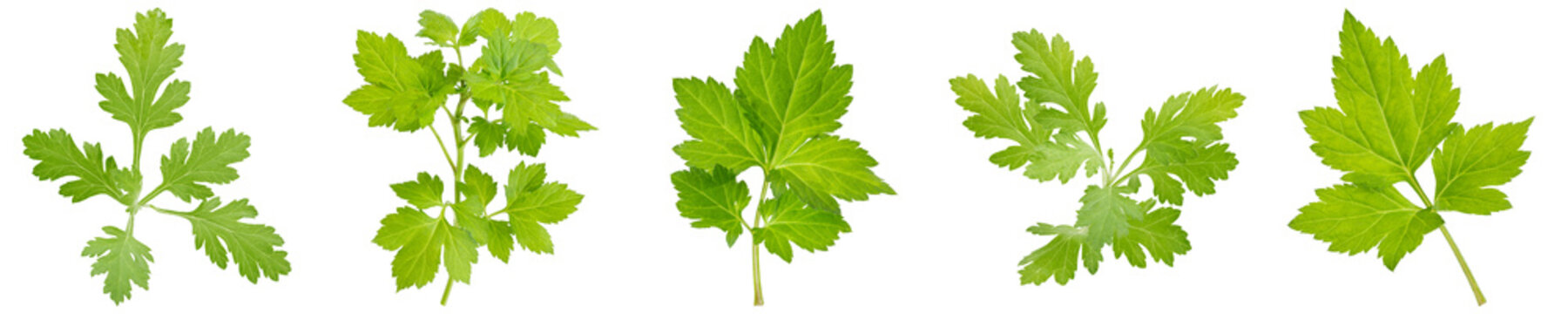 Fresh green mugwort leaves and sprigs in various arrangements, isolated on transparent background.