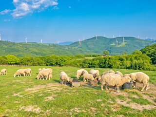 Fototapeta premium Flock of sheep grazing on a green pasture with wind turbines on the rolling hills
