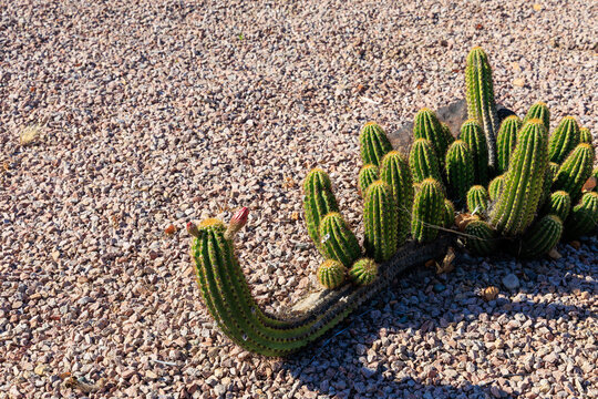 Close-up of Argentine Giant cactus (Echinopsis candicans) with a flower bud at its front top stem