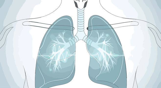 Human lungs anatomy vector illustration, medical respiratory system diagram, blue pulmonary organ health concept, internal chest structure