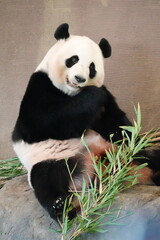 Cute giant panda sitting on a rock and looking at the camera in a zoo, Japan © rbkgm146