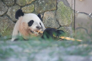 Giant panda eating bamboo stalk sitting on the ground in Shirahama, Wakayama, Japan © rbkgm146