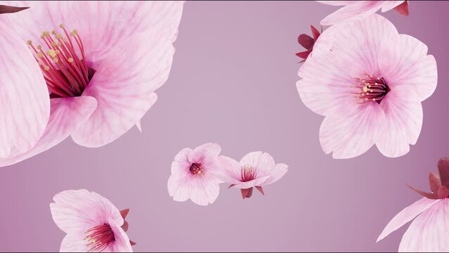 pink flowers background cherry blossom burst