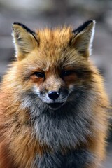 Fototapeta premium Close-up portrait of a fluffy red fox with vibrant fur looking at the camera in Miyagi Zao, Japan