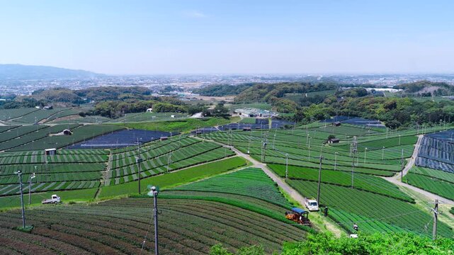 福岡県八女市八女中央大茶園展望所からみた茶畑