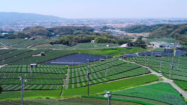 福岡県八女市八女中央大茶園展望所からみた茶畑