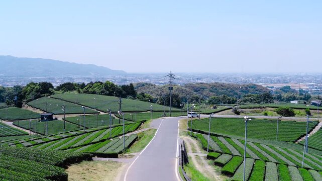 福岡県八女市八女中央大茶園展望所からみた茶畑