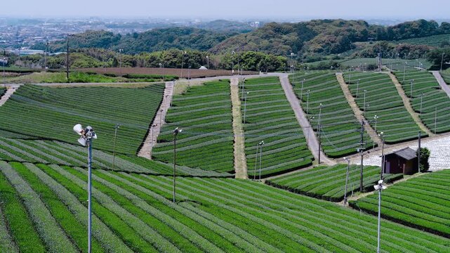 福岡県八女市八女中央大茶園展望所からみた茶畑