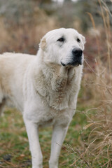Obraz premium Dog, canine, outdoors, field, white, animal in nature. A calm portrait of a large white dog standing among tall grasses, with an alert expression and soft natural light in a rustic setting.