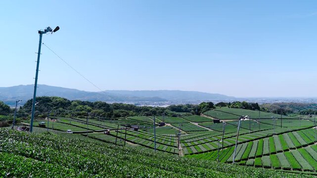 福岡県八女市八女中央大茶園展望所からみた茶畑