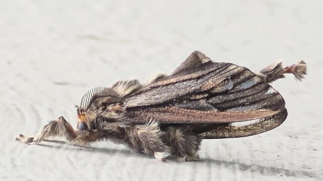 xtreme macro shot of a male bagworm moth (Eumeta japonica) with feathery antennae.
#001깃털 모양 더듬이를 가진 남방차주머니나방(성충 수컷)의 정밀 초접사 매크로 영상.#001

