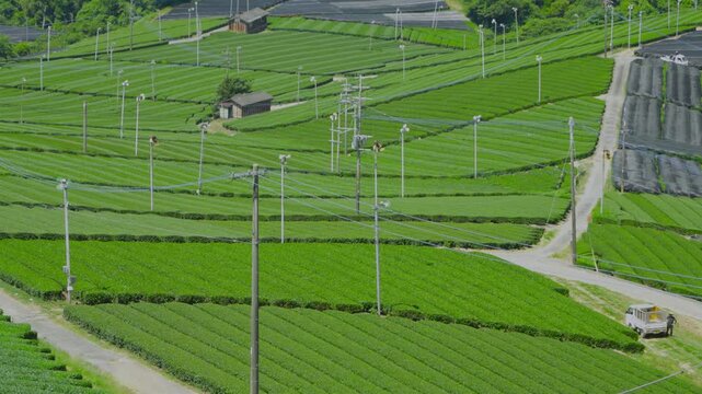 福岡県八女市八女中央大茶園展望所からみた茶畑