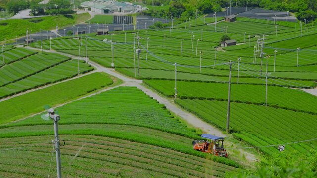 福岡県八女市八女中央大茶園展望所からみた茶畑