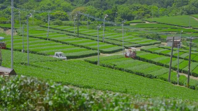 福岡県八女市八女中央大茶園展望所からみた茶畑