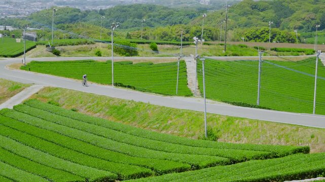 福岡県八女市八女中央大茶園展望所からみた茶畑