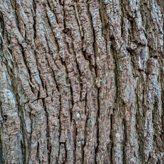 Naklejka premium Close-up of weathered, rough tree bark revealing intricate patterns and natural textures, perfect for backgrounds or nature-themed designs
