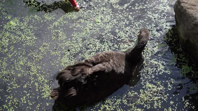 Black swan (Cygnus atratus) on water among duckweed