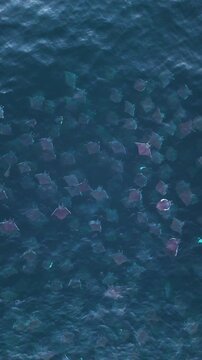 Vertical Aerial top down view of a large fever of mobula rays swimming together in tight formation in the blue Pacific Ocean in Mexico, Bird's eye view drone shot