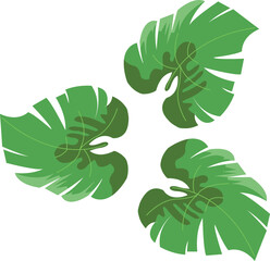 monstera tropical © chakycokki