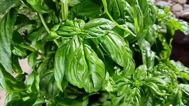 Close up of green basil leaves in a garden.