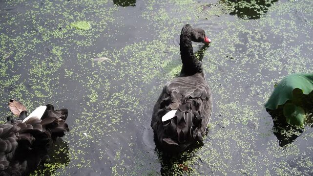 Black swan (Cygnus atratus) on water among duckweed