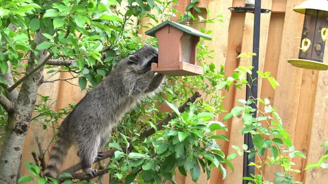 Wild Raccoon Eating Bird Food from Bird Feeder in the Back Yard