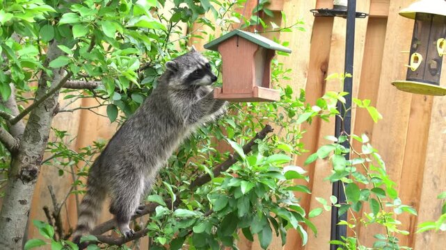 Wild Raccoon Eating Bird Food from Bird Feeder in the Back Yard