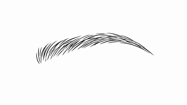 Realistic eyebrow vector illustration, black microblading brow shape, permanent makeup tattoo design for beauty salon branding