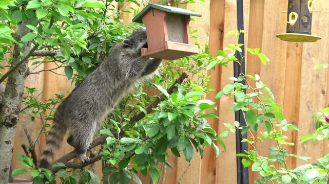 Wild Raccoon Eating Bird Food from Bird Feeder in the Back Yard