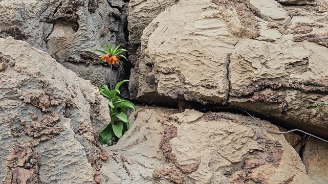 Resilient spring fritillaria blooming between rugged rocky mountain cliff cracks, fresh green plants growing through jagged limestone formations under bright sky.
📍 Hawraman Takht, Kurdistan, Iran 