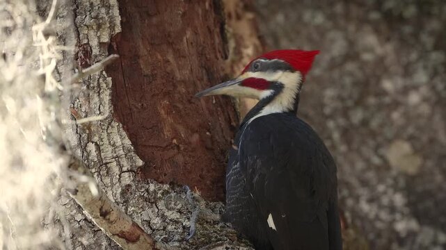 Pileated woodpecker digging into a tree for insects in Florida 