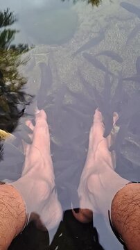 High angle shot of a fish pedicure by a bonylip barb on a man foot in a pool. Fish spa, ichthyotherapy