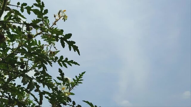 Green botanical plant with small white flowers against a bright blue sky
