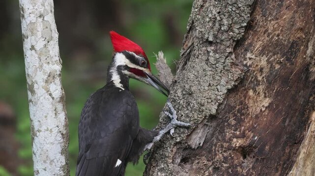 Pileated woodpecker digging into a tree for insects in Florida 