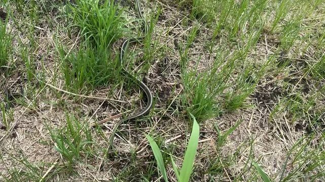 Common Garter Snake In Natural Grass.garter snake moving through dry grass and green vegetation in a natural habitat. Wildlife scene featuring a nonvenomous snake in the Canadian prairie ecosystem