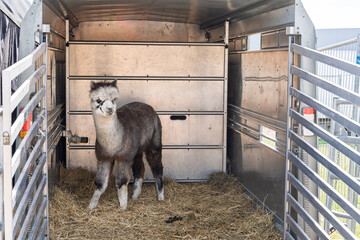 Naklejka premium A young alpaca stands inside a livestock trailer, ready for transport to a fair in England, United Kingdom. The animal is standing on straw bedding, with metal trailer walls and.