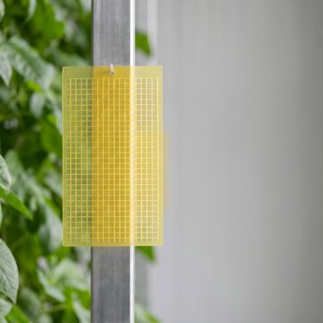 Yellow sticky trap for insect pest control in greenhouse agricultural management copy space
